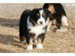 Australian Shepherd Puppy for sale in Bozeman, MT, USA