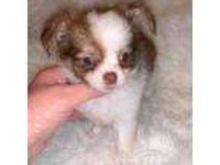 Chihuahua Puppy for sale in Newark, OH, USA