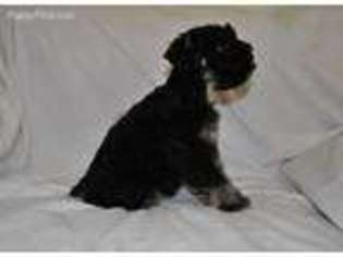 Mutt Puppy for sale in Faulkner, MD, USA