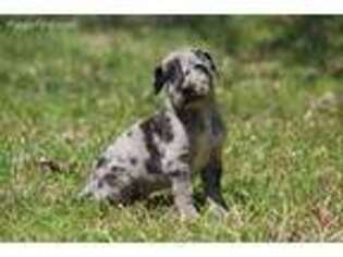Great Dane Puppy for sale in Jasper, AL, USA