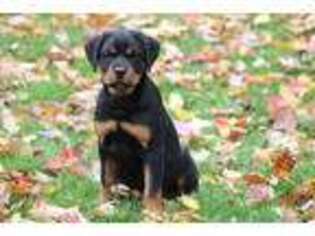 Rottweiler Puppy for sale in Durham, NC, USA