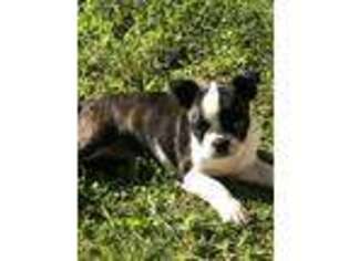 Boston Terrier Puppy for sale in Ogdensburg, WI, USA