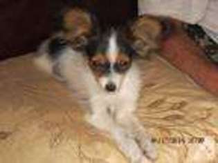 Papillon Puppy for sale in CASSELBERRY, FL, USA