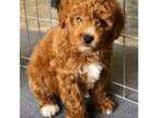 Mutt Puppy for sale in Mount Vernon, IL, USA