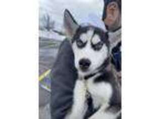 Siberian Husky Puppy for sale in Bayonne, NJ, USA