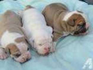 Olde English Bulldogge Puppy for sale in CALDWELL, TX, USA