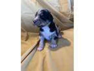 Mutt Puppy for sale in Byron Center, MI, USA