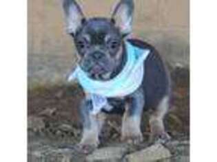 French Bulldog Puppy for sale in Chase City, VA, USA
