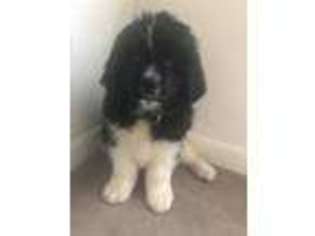 Newfoundland Puppy for sale in Staten Island, NY, USA