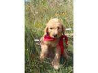 Goldendoodle Puppy for sale in Mason, IL, USA
