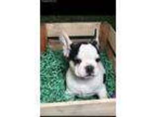 French Bulldog Puppy for sale in Woodhaven, NY, USA
