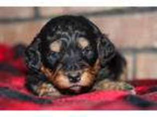 Mutt Puppy for sale in Bremen, IN, USA