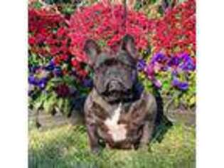 French Bulldog Puppy for sale in Oakland, NJ, USA