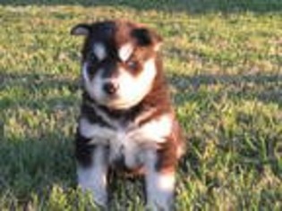 Siberian Husky Puppy for sale in El Campo, TX, USA