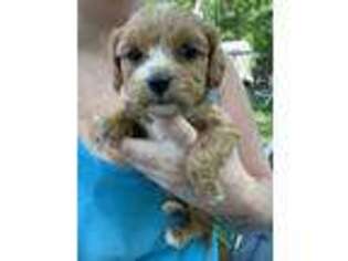 Cavapoo Puppy for sale in Stanfield, NC, USA