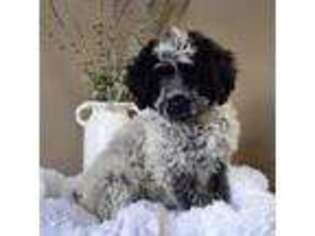 Portuguese Water Dog Puppy for sale in Apple Creek, OH, USA