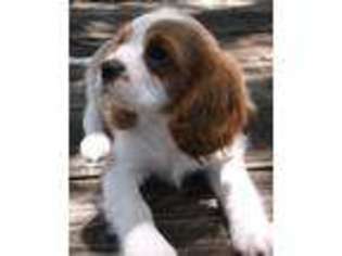 Cavalier King Charles Spaniel Puppy for sale in Noble, OK, USA