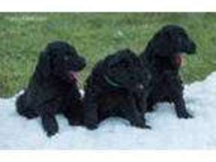 Labradoodle Puppy for sale in Willow Spring, NC, USA