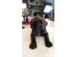 Great Dane Puppy for sale in TEHACHAPI, CA, USA