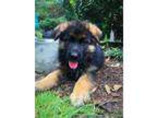 German Shepherd Dog Puppy for sale in Peachtree City, GA, USA