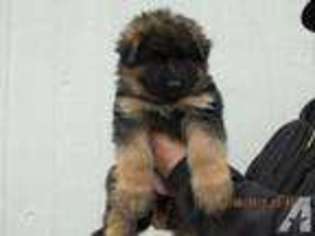 German Shepherd Dog Puppy for sale in STILLWATER, OK, USA