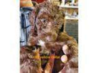 Labradoodle Puppy for sale in Lodi, NJ, USA