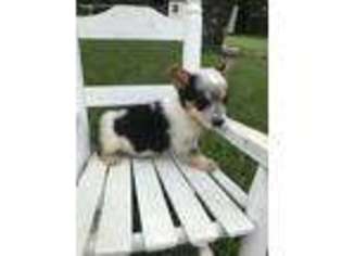 Pembroke Welsh Corgi Puppy for sale in Pelahatchie, MS, USA