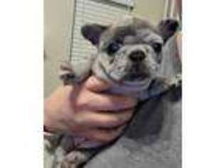 French Bulldog Puppy for sale in Winston, GA, USA