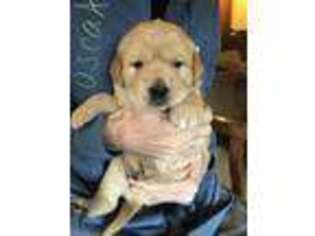 Golden Retriever Puppy for sale in Vestal, NY, USA