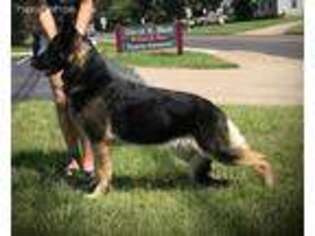 German Shepherd Dog Puppy for sale in Oxford, WI, USA