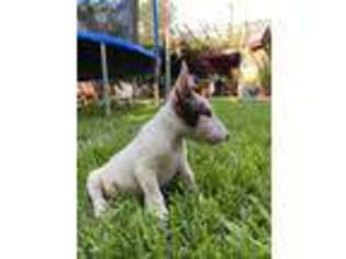 Bull Terrier Puppy for sale in Fresno, CA, USA