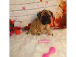 Bullmastiff Puppy for sale in Statesville, NC, USA