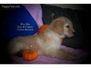 Golden Retriever Puppy for sale in Bayard, NE, USA