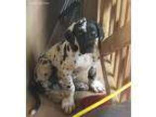 Great Dane Puppy for sale in League City, TX, USA