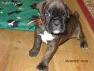 Boxer Puppy for sale in Linesville, PA, USA