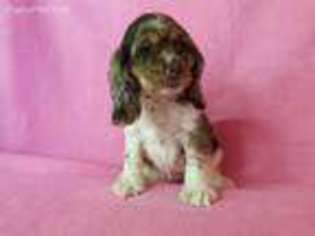 Cocker Spaniel Puppy for sale in North Collins, NY, USA