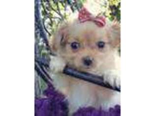 Mi-Ki Puppy for sale in Bethany, MO, USA