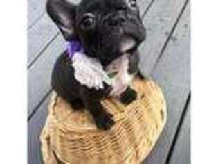 French Bulldog Puppy for sale in New London, CT, USA