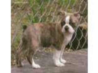 Boston Terrier Puppy for sale in Litchfield, MI, USA