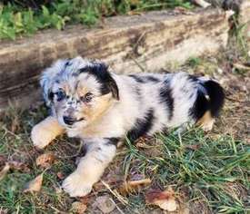 Australian Shepherd Puppy for sale in Sheridan, OR, USA