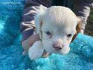 Cavalier King Charles Spaniel Puppy for sale in Coalgate, OK, USA