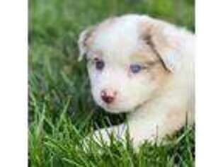 Australian Shepherd Puppy for sale in Vista, CA, USA