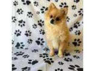 Pomeranian Puppy for sale in Kissimmee, FL, USA