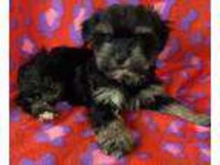 Yorkshire Terrier Puppy for sale in Eden, MD, USA