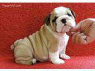 Bulldog Puppy for sale in Orlando, FL, USA