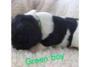 Newfoundland Puppy for sale in Sauquoit, NY, USA
