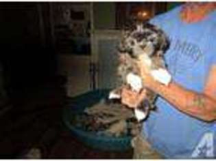 Mutt Puppy for sale in BESSEMER, AL, USA