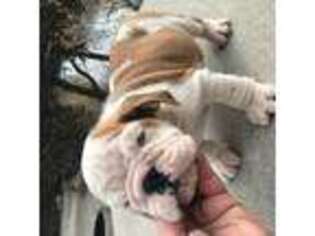 Bulldog Puppy for sale in Minooka, IL, USA