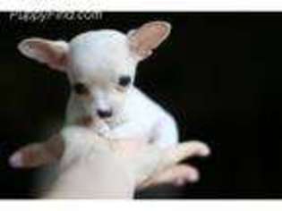Chihuahua Puppy for sale in Stamford, CT, USA