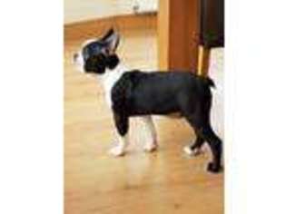 Boston Terrier Puppy for sale in Highland, CA, USA